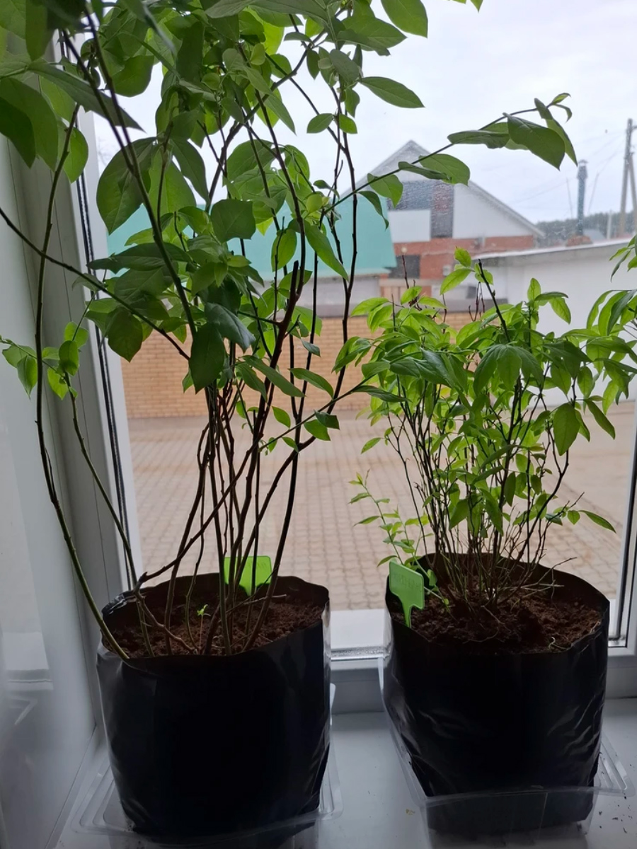 Пакеты 6 литров в использовании